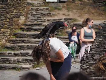 Birds of prey show at Chateau de La Roche-en-Ardenne (Belgium)